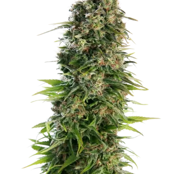 Hindu Kush Auto X3 - Sensi Seeds