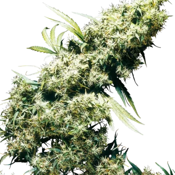 Jamaican Pearl x3 - Sensi Seeds