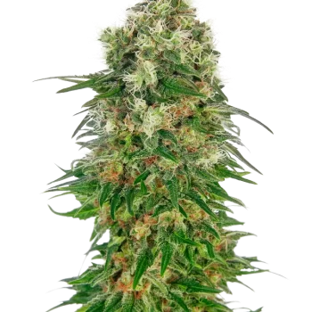 Shiva Skunk Auto x3 - Sensi Seeds
