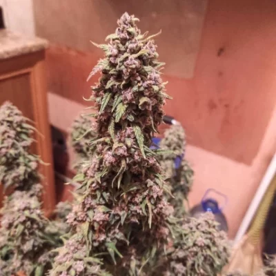 Auto Desfran x3 - Dutch Passion.