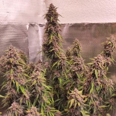 Auto Desfran x3 - Dutch Passion.