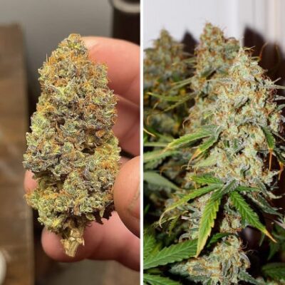 Auto Brooklyn Sunrise x3 - Dutch Passion.