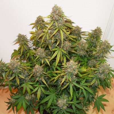 Auto Brooklyn Sunrise x3 - Dutch Passion.