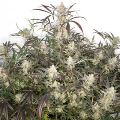 Auto Brooklyn Sunrise x3 - Dutch Passion.