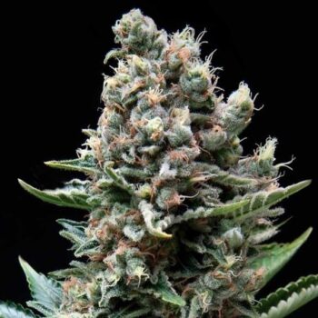 Nefertiti auto x3 +1 - Pyramid Seeds