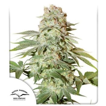 Auto Power Plant x3 - Dutch Passion.