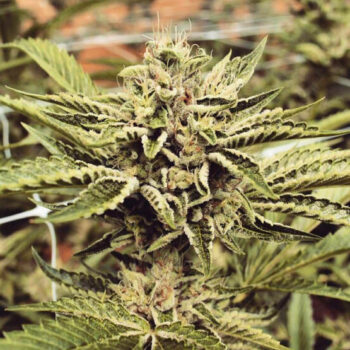 Cinnamon Buddha OG x3 - Humboldt Organization