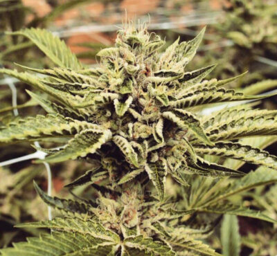 Cinnamon Buddha OG x3 - Humboldt Organization