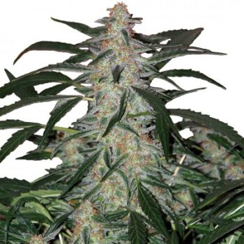 Deimos auto x3 - Buddha Seeds