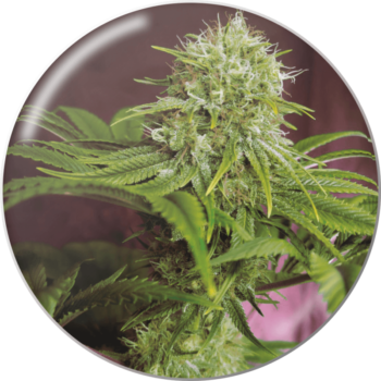 Elixir Vitae CBD x3 - Medical Seeds