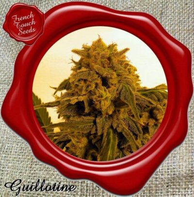 Guillotine auto x3 - French Touch