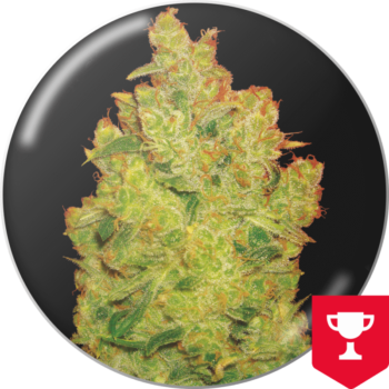 Y Griega CBD 2.0 x3 - Medical Seeds