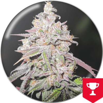 Mendocino Channel kush x3 - Medical Seeds