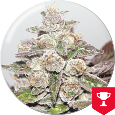 Mendocino Purple Kush x3 - Medical Seeds
