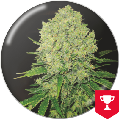 Prozack x3 - Medical Seeds