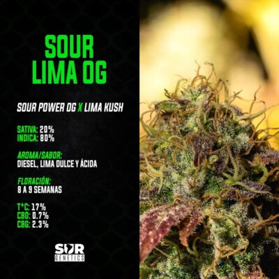 Sour Lima OG x3 - Sur Genetics