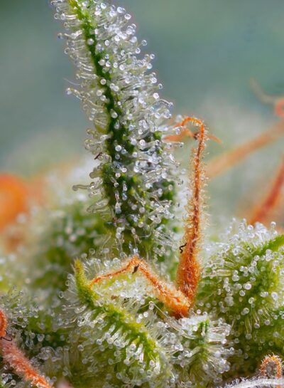 Crystal Candy Auto x3+1 - Sweet Seeds