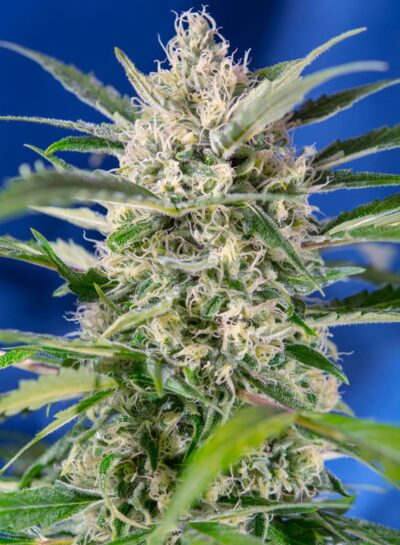 Crystal Candy Auto x3+1 - Sweet Seeds