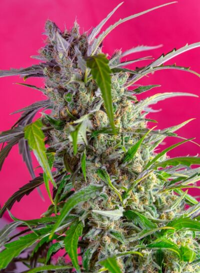 Crystal Candy Auto x3+1 - Sweet Seeds