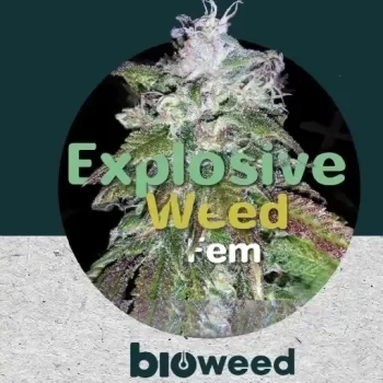 Explosive Weed x3 - Bioweed