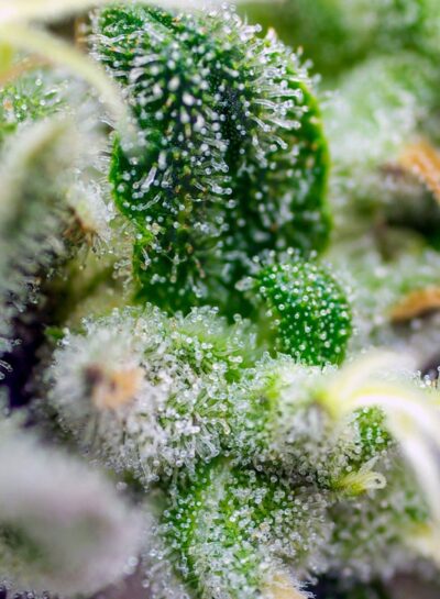 Gorilla Girl XL Auto x3+1 - Sweet Seeds