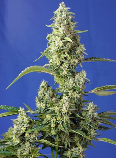 Gorilla Girl XL Auto x3+1 - Sweet Seeds