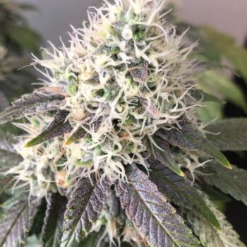 Patagonia Kush Auto x3 - Rkiem