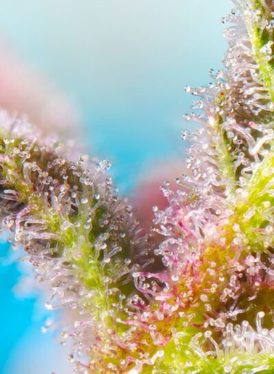 Purple Punch OG XL Auto x3+1 - Sweet Seeds