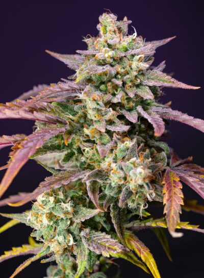Purple Punch OG XL Auto x3+1 - Sweet Seeds