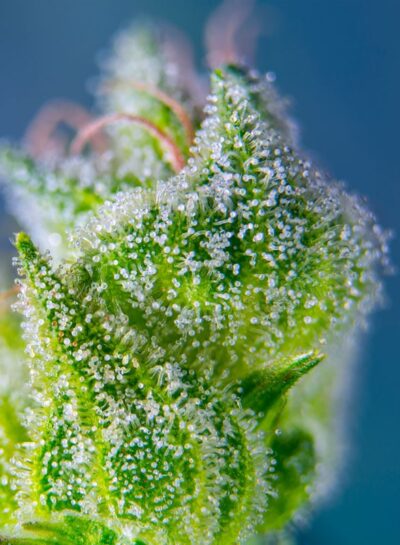 Sweet Amnesia Haze XL Auto x3+1 - Sweet Seeds