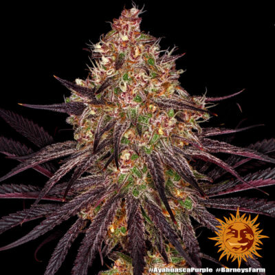 Ayahuasca Purple x3 - Barneys Farm