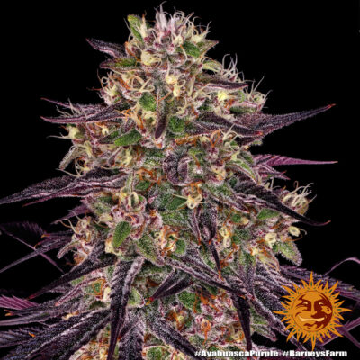 Ayahuasca Purple x3 - Barneys Farm