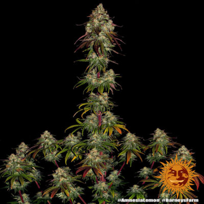 Amnesia Lemon x3 - Barneys Farm