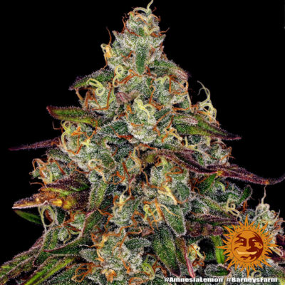 Amnesia Lemon x3 - Barneys Farm