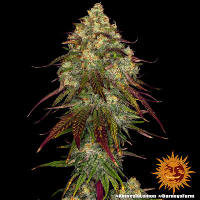 Amnesia Lemon x3 - Barneys Farm