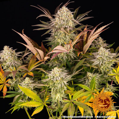 Blue Sunset Sherbet x3 - Barneys Farm