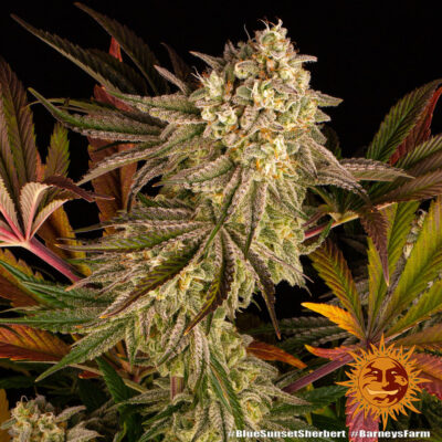 Blue Sunset Sherbet x3 - Barneys Farm