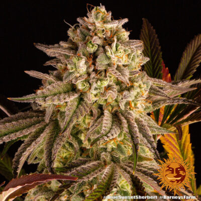 Blue Sunset Sherbet x3 - Barneys Farm