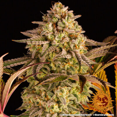 Blue Sunset Sherbet x3 - Barneys Farm