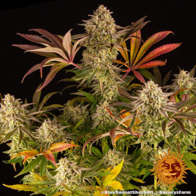 Blue Sunset Sherbet x3 - Barneys Farm