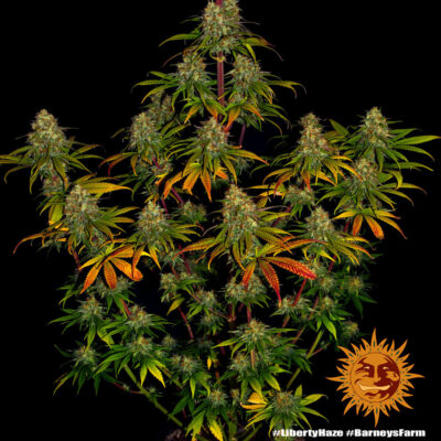 Liberty Haze x3 - Barneys Farm