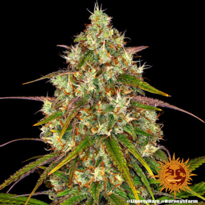 Liberty Haze x3 - Barneys Farm