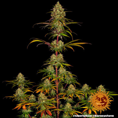 Liberty Haze x3 - Barneys Farm