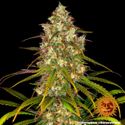 Liberty Haze x3 - Barneys Farm