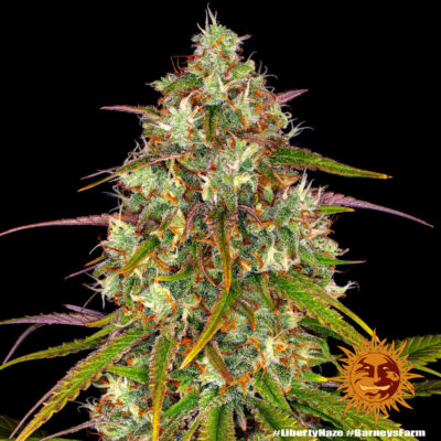 Liberty Haze x3 - Barneys Farm
