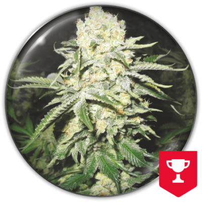 No name x3 - Medical Seeds