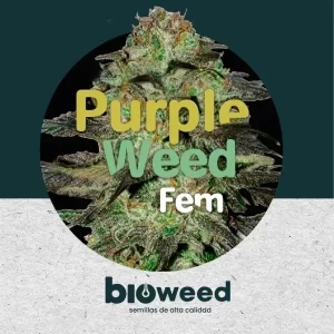 Purple Weed x1 - Bioweed.
