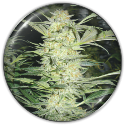White Widow x3 - Medical Seeds