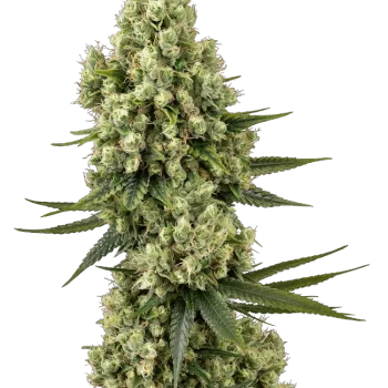 Silver Fire x3 - Sensi seeds