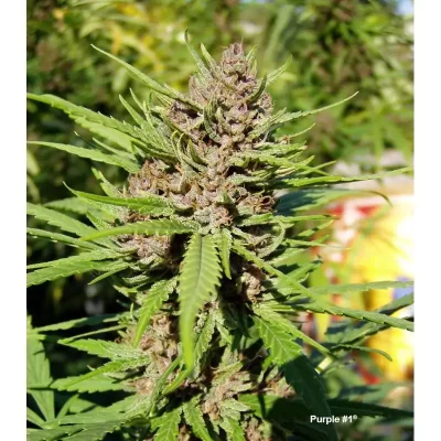Purple #1 x3 - Dutch Passion